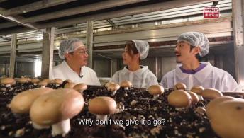 #9 Mushrooms: Friend or Foe?