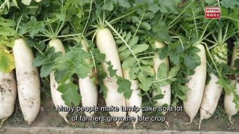 #16   A Cheap Substitute for Ginseng – White Radish