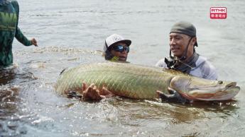 第二集：一竿就爆裝：亞馬遜雨林的巨骨舌魚