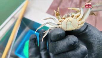 第一千一百三十七集