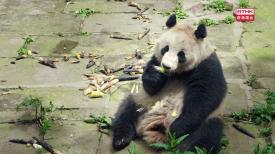 31看世界 - 大熊貓雲川和鑫寶