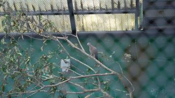 野生動物拯救中心