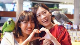 香港故事 - 尾巴會說話