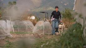 香港故事 - 尾巴會說話