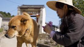 香港故事 - 尾巴會說話