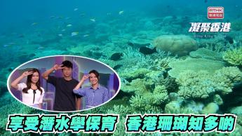 第1036集 香港首創珊瑚保育課程，教你邊潛水邊保護海洋環境