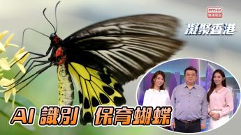 第1138集  善用AI和公眾平台識別蝴蝶，有助制定實時的保育措施？