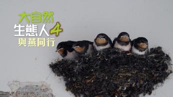 与燕同行