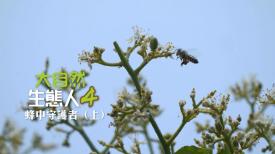 大自然  生態人4