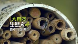 大自然  生態人4