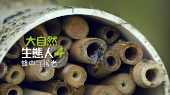 蜂中守护者（下）