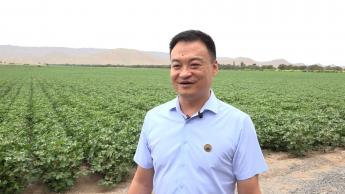 新疆棉花產業實現機械化減省人手 紓壓玩具流傳暗黑玩法惹關注