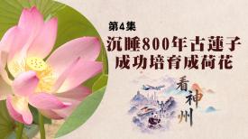 看神州