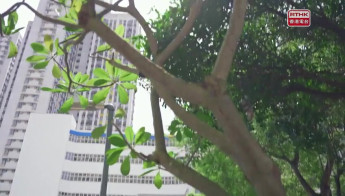 第28集(手語版)香港故事：情繫香港* 不說不知印度情#3風雲家族(手語版)照顧者們#8無悔的守護