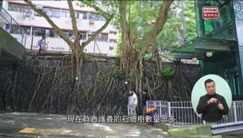 第31集(手語版)香港故事：尾巴會說話#10牛王 (手語版)森動香港#4古樹之名