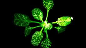 31看世界 – 大自然奧秘