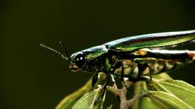 31看世界 – 大自然奧秘