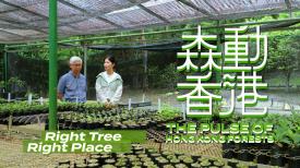 The Pulse of Hong Kong Forests