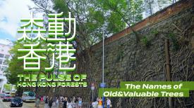 The Pulse of Hong Kong Forests
