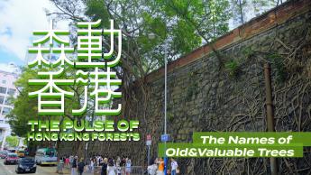 The Names of Old & Valuable Trees
