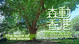 The Pulse of Hong Kong Forests