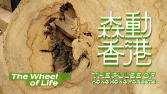 The Wheel of Life