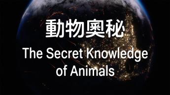 動物奧秘