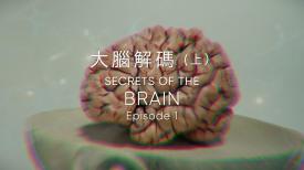 31看世界 - 大腦解碼