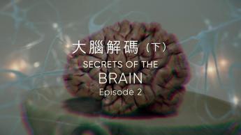 大腦解碼 (下)