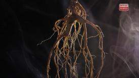 31看世界 - 本草流芳