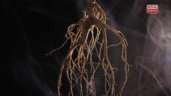 第一集：瑞草之首 -人參