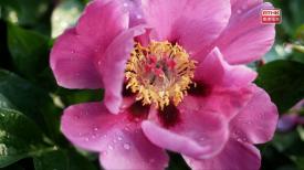 31看世界 - 本草流芳