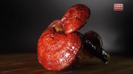 31看世界 - 本草流芳